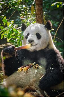 Giant Panda Bear In China Stock Photography