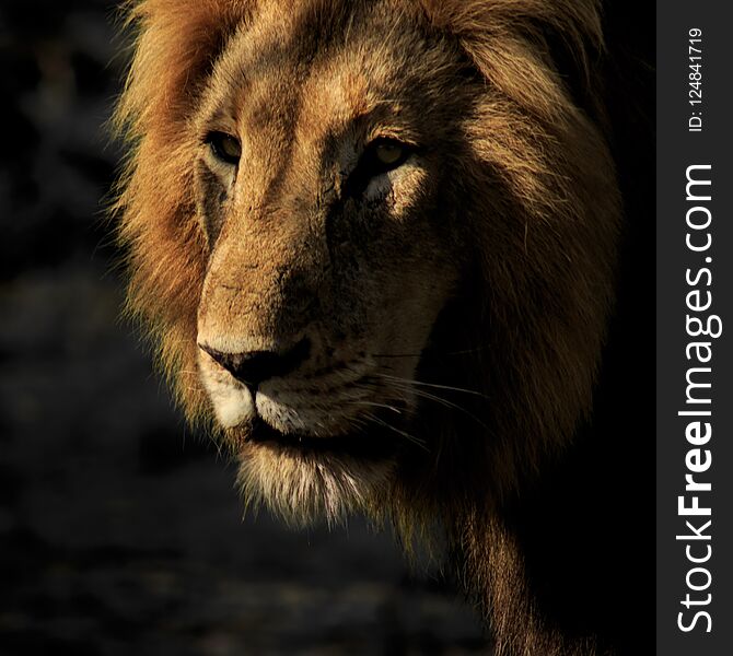 An adult male lion with splendid mane, singularly focused while patrolling his territory. An adult male lion with splendid mane, singularly focused while patrolling his territory.