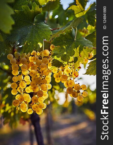 Yellow grapes on the vine with sunlight in the background. Yellow grapes on the vine with sunlight in the background