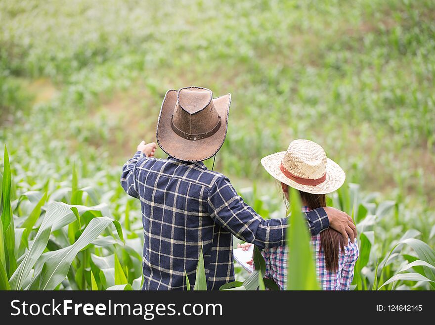 Farmer and researcher analysing corn plant