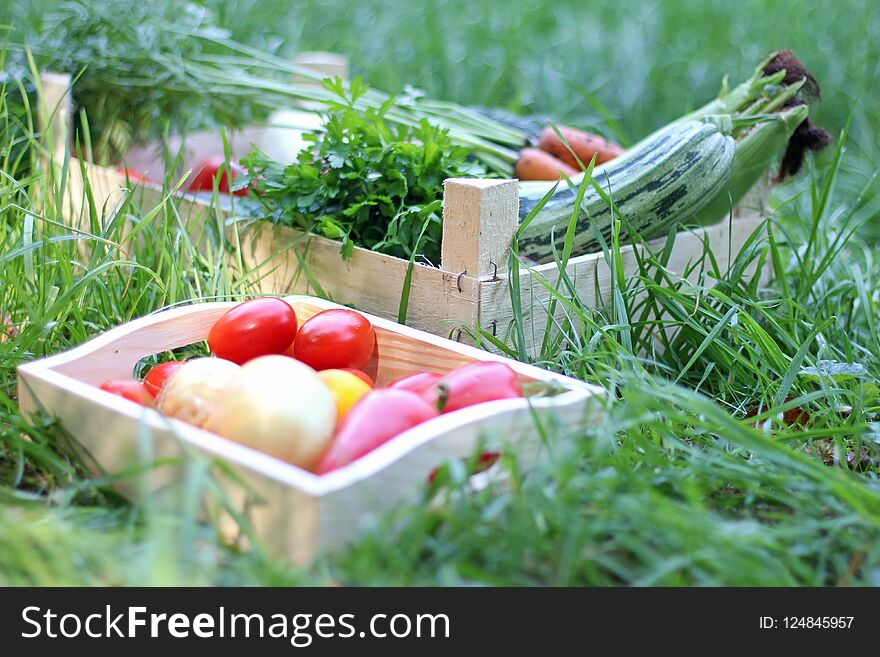 Two wooden boxes with fresh vegetables on green grass. Autumn harvest concept.