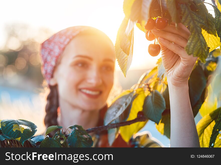 Woman plucking cherries from tree in harvest time during sunset