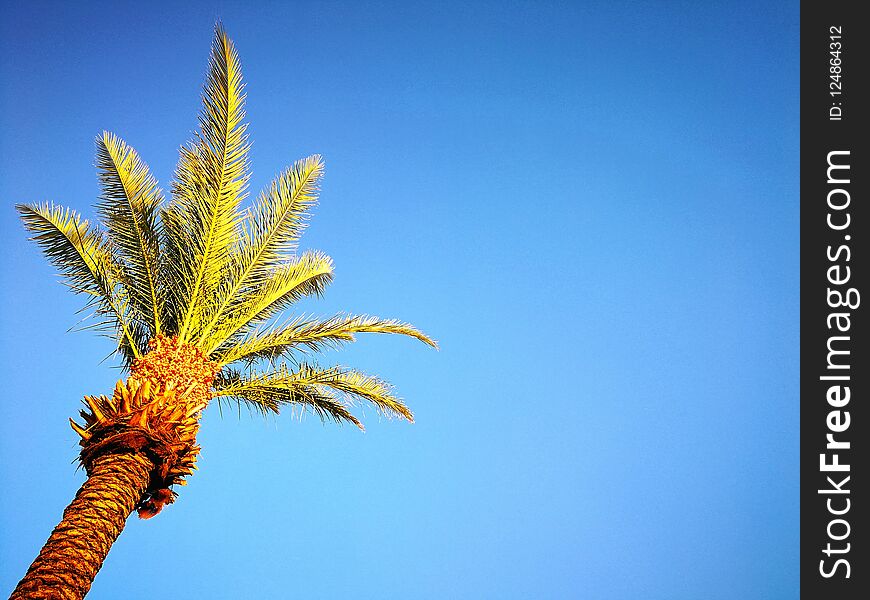 A palm tree seen from below
