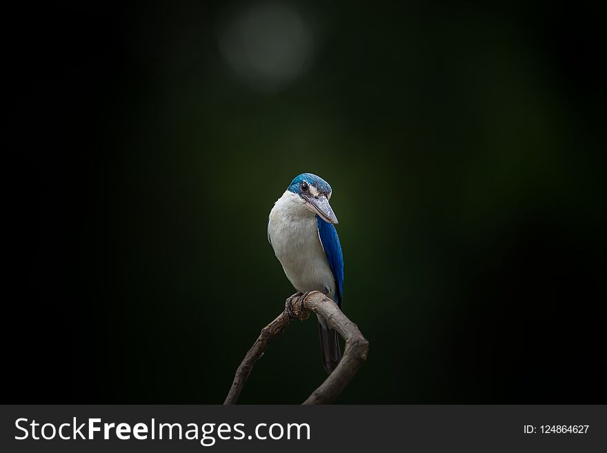 Collared kingfisher, White-collared kingfisher in park.