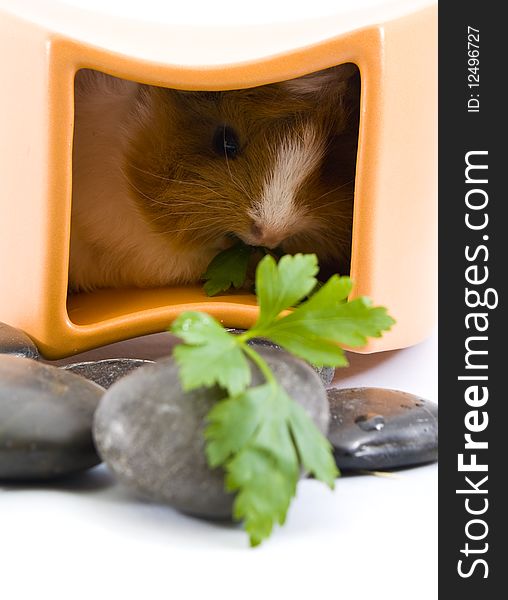 Little guinea pig eating some veggies in his house