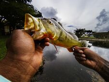 Free Holding An Exotic Peacock Bass Royalty Free Stock Photography - 124904937
