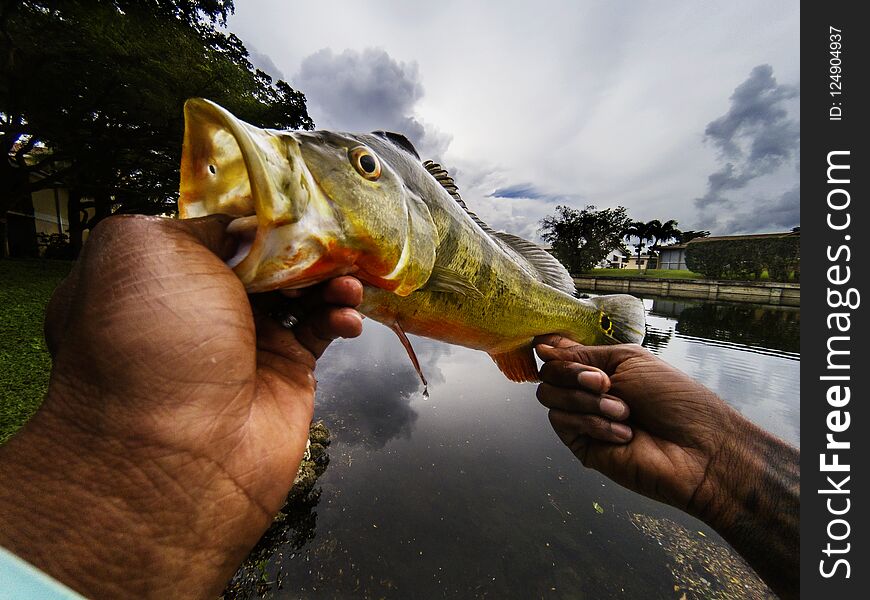 Holding An Exotic Peacock Bass