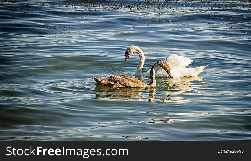 Parent swan with grown chick on a lake. Parent swan with grown chick on a lake.