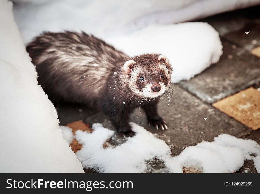 Mustela putorius furo, ferret, walking in the snow. Mustela putorius furo, ferret, walking in the snow