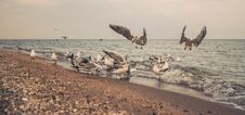 White Gulls On A Deserted Evening Sandy Beach In Los Angeles Stock Photography White Gulls On A Deserted Evening Sandy Beach In Los Angeles Stock Photography
