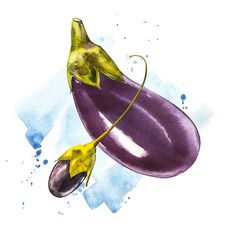 Eggplant. Hand Drawn Watercolor Painting On White Background. Watercolor Illustration With A Splash. Stock Photos