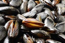 Raw Several Black Shell Mussels Piled Royalty Free Stock Image