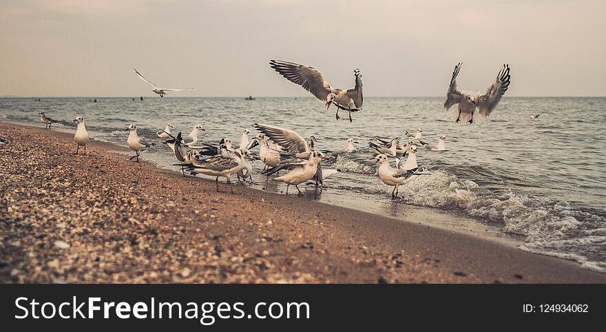 White gulls on a deserted evening sandy beach in Los Angeles
