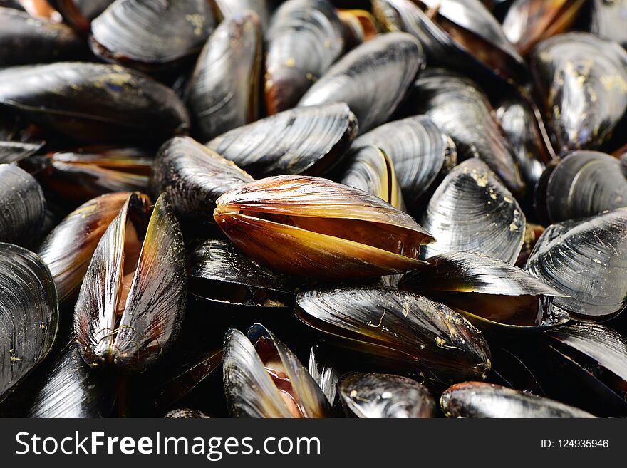 Raw Several black shell mussels piled