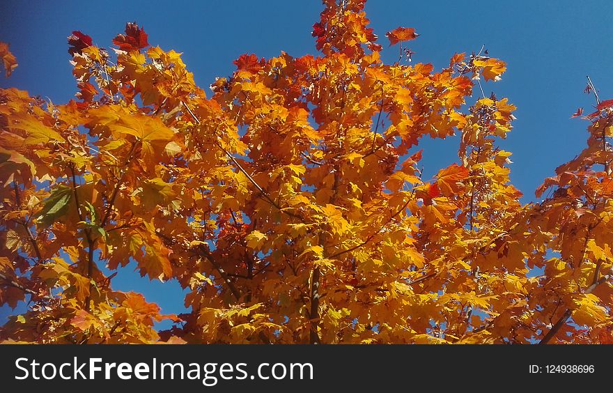 Autumn, Tree, Leaf, Sky