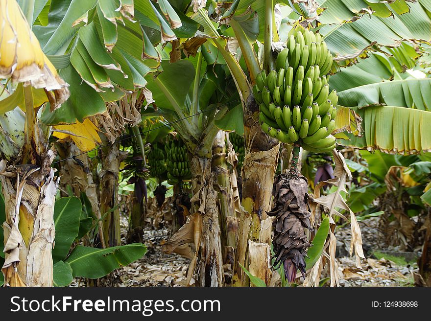 Banana, Plant, Saba Banana, Matoke