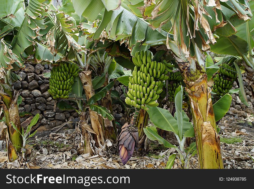 Plant, Tree, Banana, Arecales