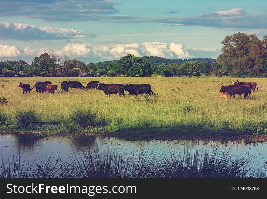 Grassland, Pasture, Reflection, Nature Reserve