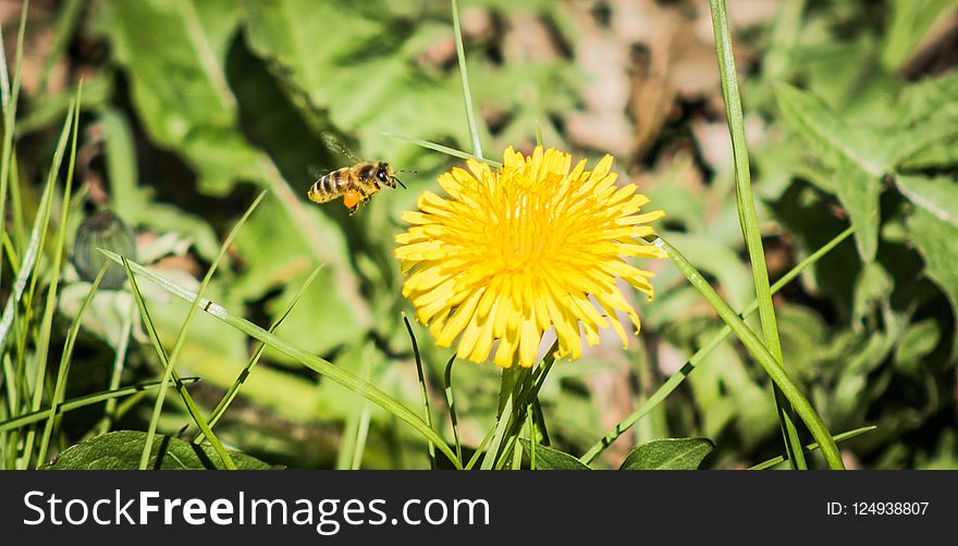 Flower, Honey Bee, Nectar, Dandelion