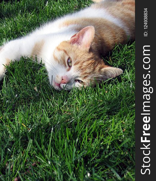 Cat, Fauna, Whiskers, Grass