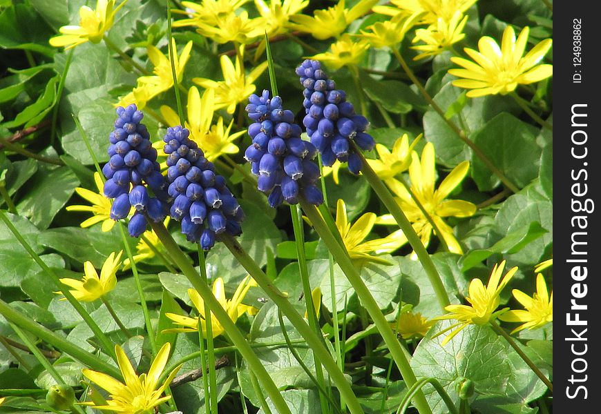 Plant, Flower, Flowering Plant, Grass