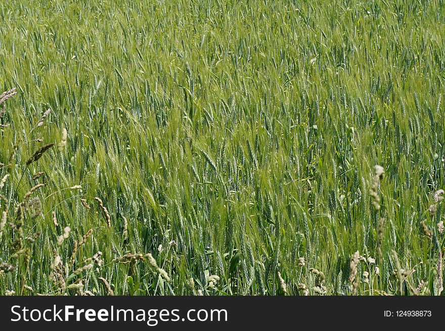 Grass, Field, Crop, Ecosystem
