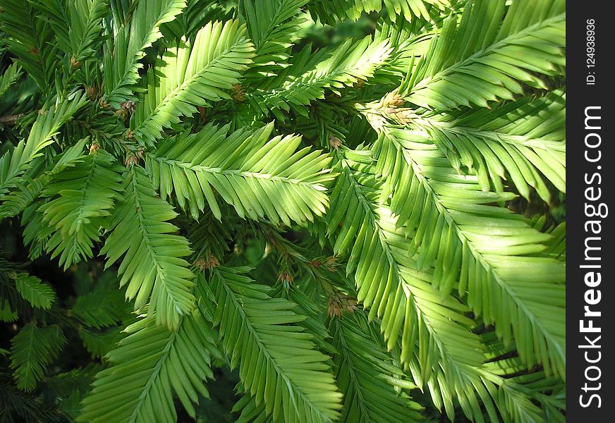 Vegetation, Plant, Tree, Leaf