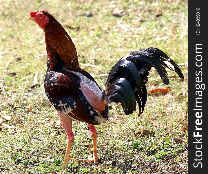 Chicken, Rooster, Galliformes, Fowl