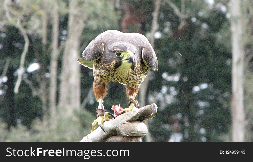 Fauna, Beak, Bird, Bird Of Prey