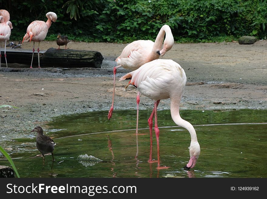 Flamingo, Water Bird, Bird, Fauna