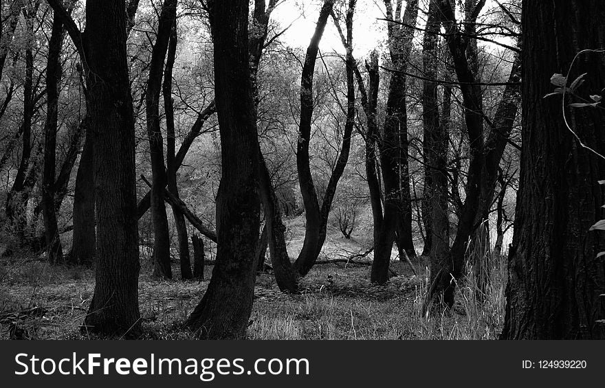 Woodland, Forest, Tree, Black And White