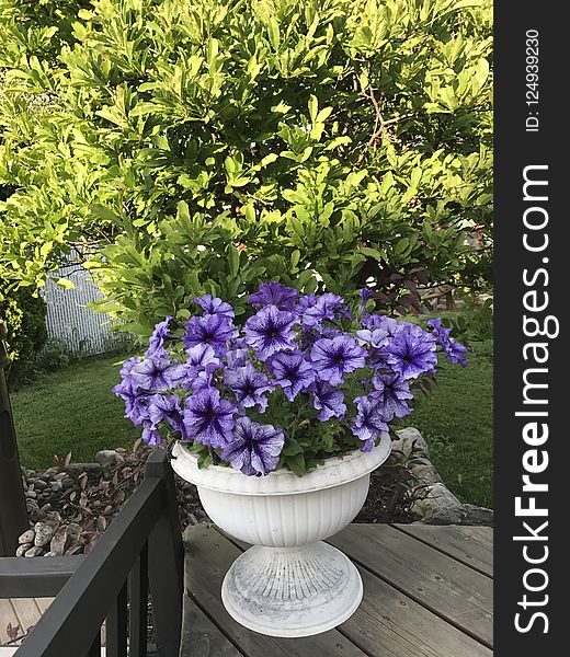 Plant, Flower, Purple, Flowerpot