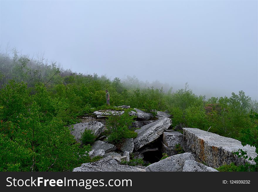 Vegetation, Wilderness, Tree, Sky