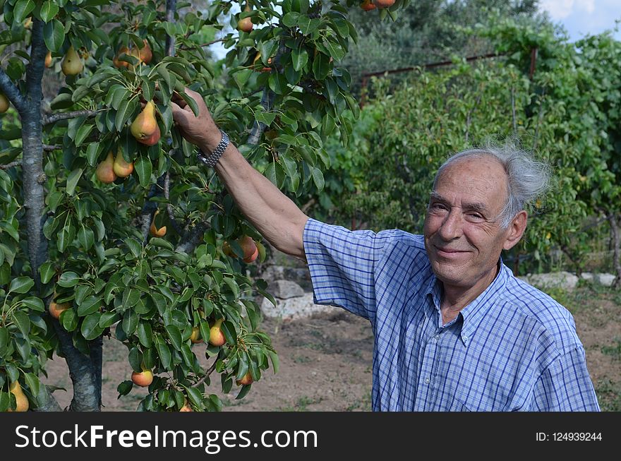 Tree, Plant, Agriculture, Fruit Tree