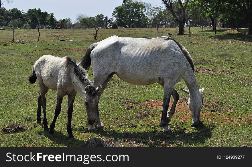 Pasture, Horse, Mare, Horse Like Mammal