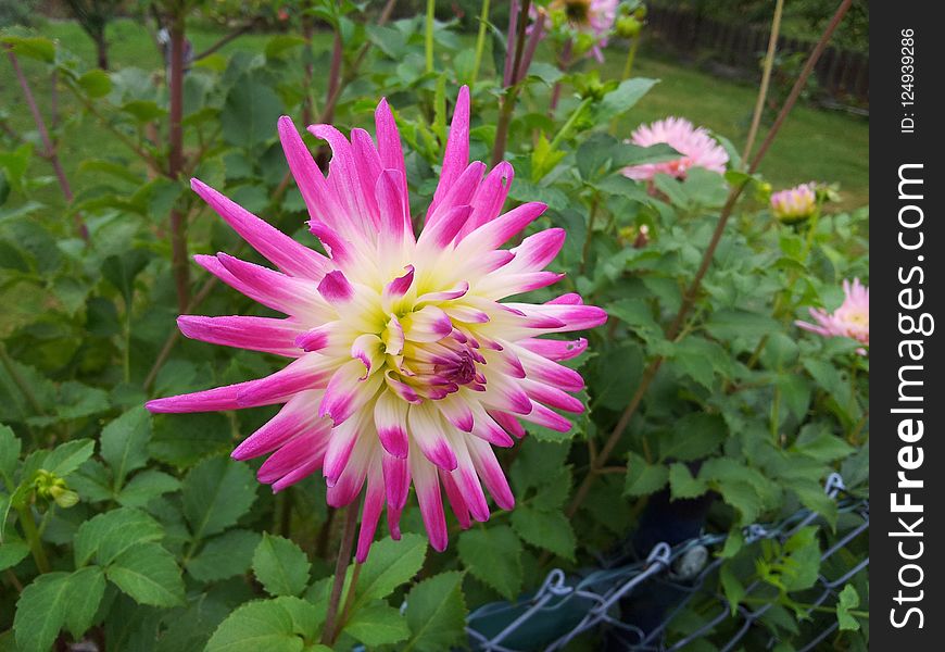 Flower, Plant, Flora, Flowering Plant