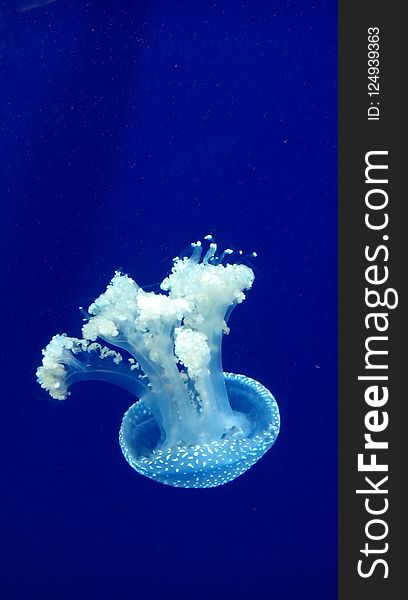 Jellyfish, Cnidaria, Marine Invertebrates, Invertebrate