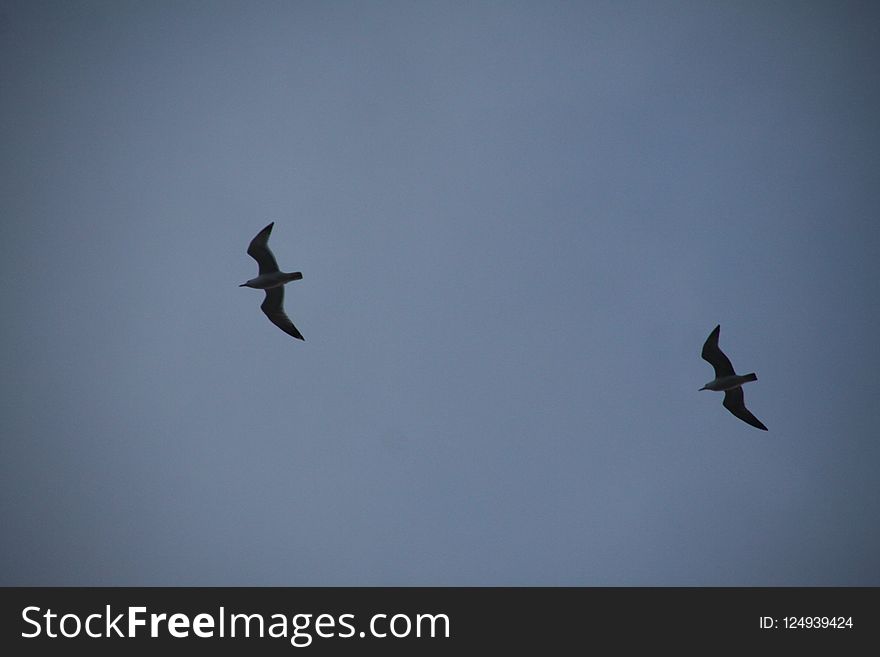 Sky, Bird, Flock, Bird Migration