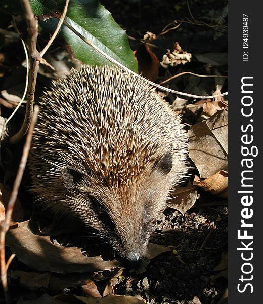 Hedgehog, Domesticated Hedgehog, Monotreme, Erinaceidae