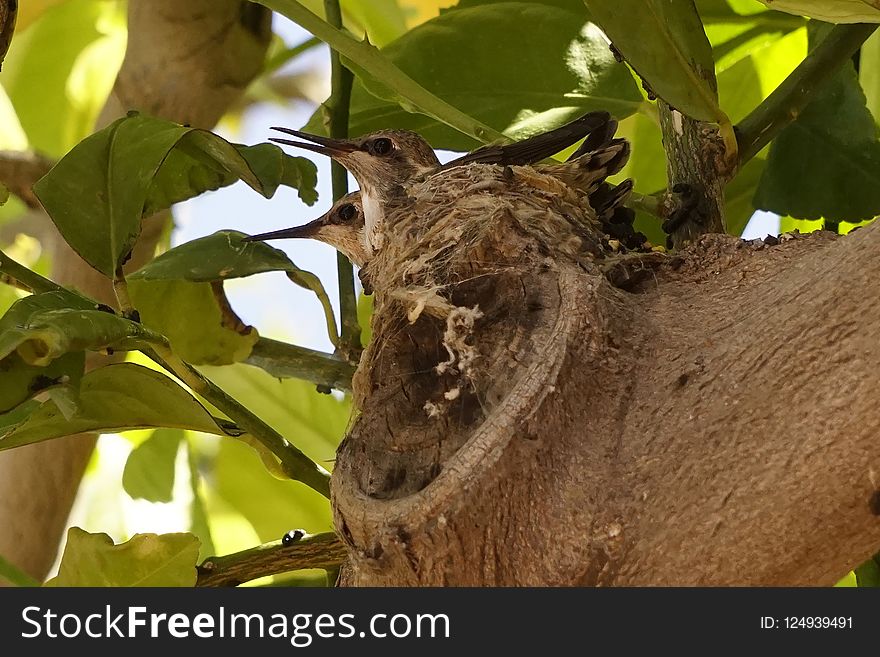 Fauna, Leaf, Tree, Beak