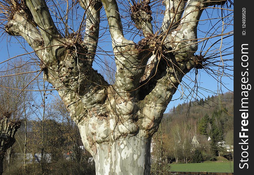 Tree, Woody Plant, Plant, Branch