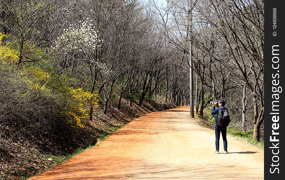 Path, Tree, Trail, Plant