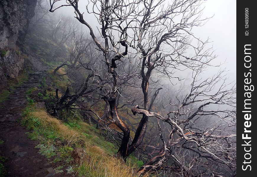 Tree, Vegetation, Woody Plant, Branch