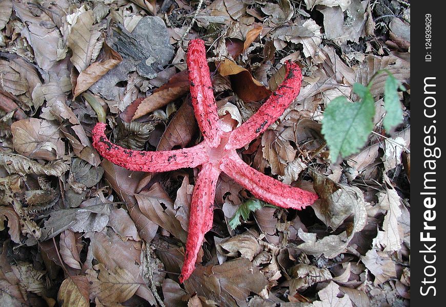 Starfish, Leaf, Echinoderm, Organism