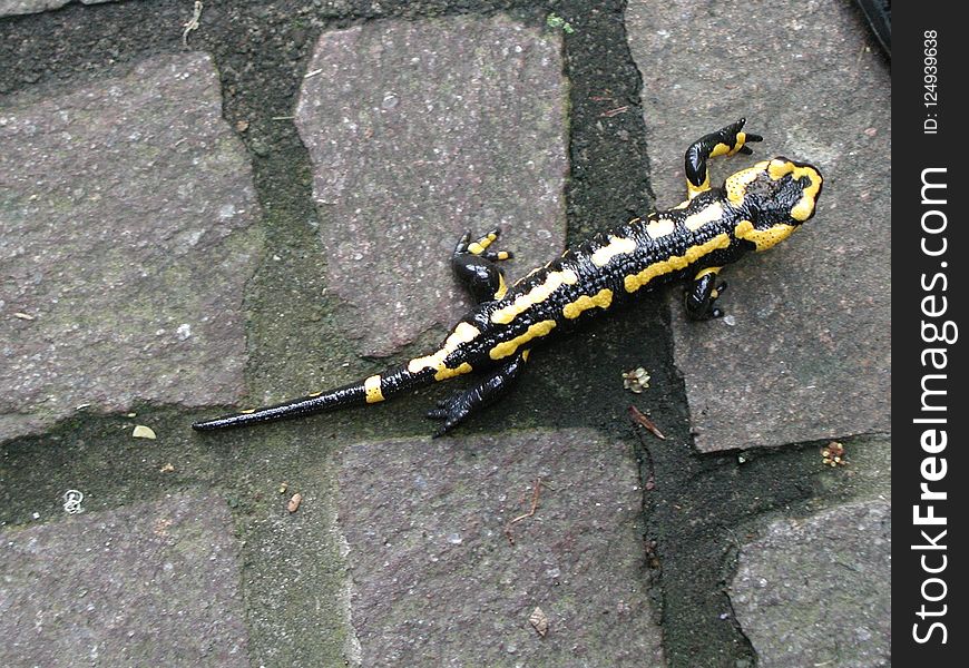 Salamandra, Reptile, Amphibian, Salamander