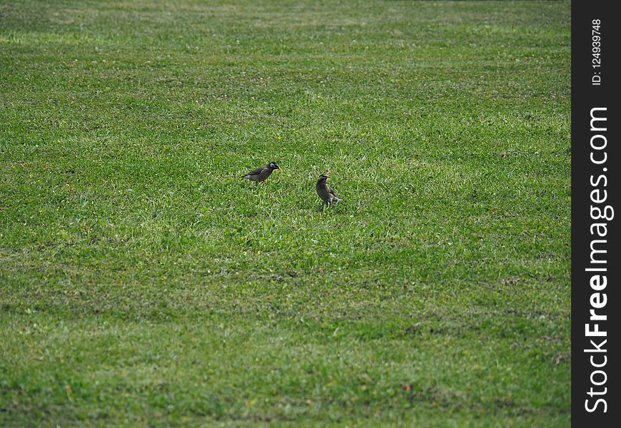 Grassland, Ecosystem, Fauna, Green