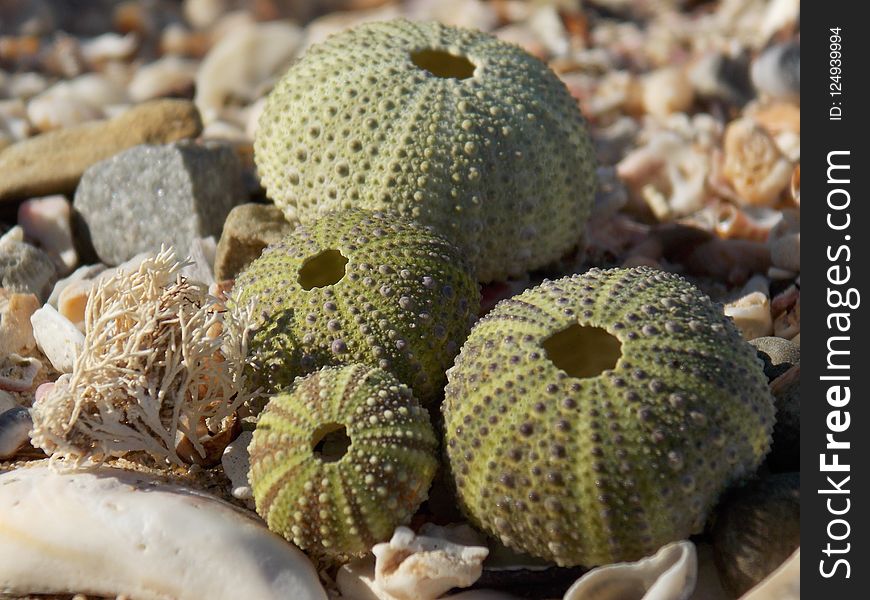 Organism, Cactus, Plant