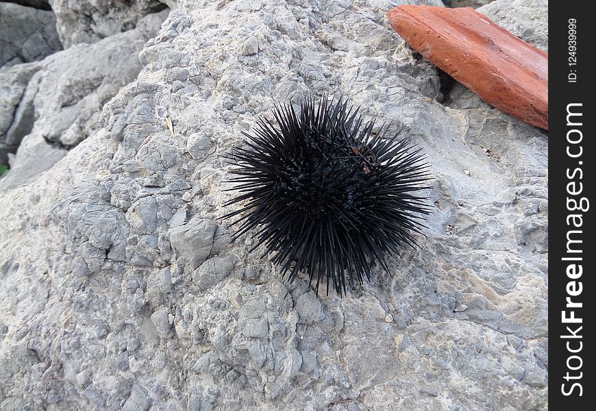 Porcupine, Invertebrate, Sea Urchin, Rock