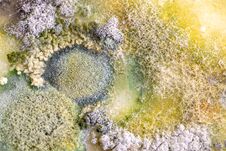 Colony Characteristics Of Fungus And Algae In Petri Dish For Education. Royalty Free Stock Image