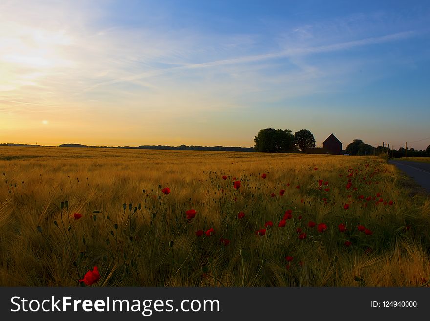 Field, Sky, Ecosystem, Prairie